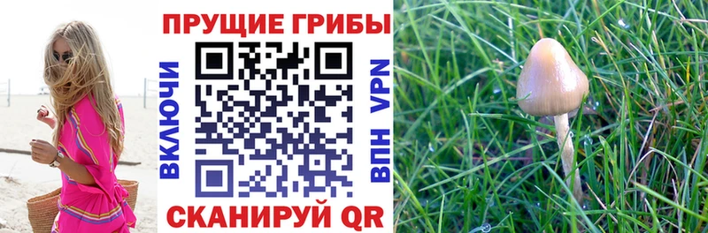 Псилоцибиновые грибы Psilocybe  Циолковский 